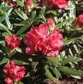 Rhododendron Bohlkens Roter Stern® 25-30cm - Rhododendron williamsianum