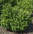 Lorbeerkirsche Etna® 30-40cm - Prunus laurocerasus