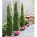 BALDUR Garten 1x Echte Toskana 'Säulen-Zypresse', Pflanze im 9x9 cm-Topf, Cupressus sempervirens pyramidalis, Mittelmeer-Zypresse, winterhart, pfl...