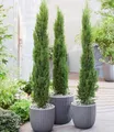 BALDUR Garten 1x Echte Toskana 'Säulen-Zypresse', Pflanze im 9x9 cm-Topf, Cupressus sempervirens pyramidalis, Mittelmeer-Zypresse, winterhart, pflegeleicht, Wasserbedarf gering