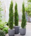 Echte Toskana 'Säulen-Zypressen', 1 Pflanze, Cupressus sempervirens pyramidalis
