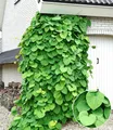 BALDUR Garten 1x Pfeifenwinde Pfeifenblume, Pflanze im 2 Liter-Topf, blickdichte Kletterpflanze mit herzförmigen Blättern, klettert 2,5 bis 5 m hoch, pflegeleicht, winterhart, mehrjährig
