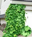 BALDUR Garten Pfeifenwinde Pfeifenblume,1 Pflanze