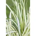 Carex Ornithopoda Variegata Buntlaubig Ca. 9x9 cm Topf