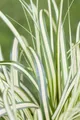 Pflanzen für Dich Gräser Carex ornithopoda Variegata, 1 St., Hühnerfuß-Segge, zweifarbig, bodendecker