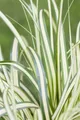 Carex ornithopoda 'Variegata', buntlaubig, ca. 9x9 cm Topf