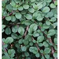 Teppichmispel Queen of Carpets 30-40cm - Cotoneaster microphyllus