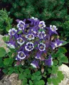 Pflanzen für Dich Staude Aquilegia caer. Blue Star, 1 St., Akelei