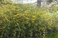 Pflanzen für Dich Gehölze Kerria japonica, 1 St., Kerrie, Ranunkelstrauch, Japanisches Goldröschen