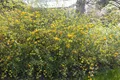 Kerria japonica, Japanische Kerrie, gelb, 150–175 cm
