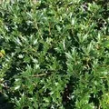 Ilexblättrige Duftblüte 30-40cm - Osmanthus heterophyllus