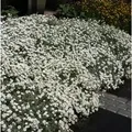 Filziges Hornkraut - Cerastium tomentosum