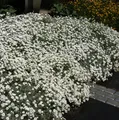 Filziges Hornkraut - Cerastium tomentosum
