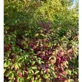 Niedriger Rotholz Hartriegel 30-40cm - Cornus stolonifera