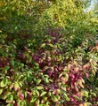 Niedriger Rotholz Hartriegel 30-40cm - Cornus stolonifera