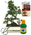 Bonsai Fukientee Carmona microphylla ca. 10 Jahre 25cm Schale Geschenk-Set mit Schere und Dünger