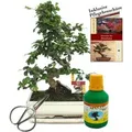 Exotenherz Bonsai Fukientee Carmona Microphylla ca. 10 Jahre 25cm Schale Geschenk-Set Mit Schere Und Dünger