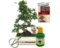 Exotenherz Zimmerpflanze Bonsai Fukientee Carmona microphylla 10 Jahre 25cm Schale Geschenk-Set