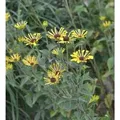 Schwachfilziger Sonnenhut Little Henry - Rudbeckia subtomentosa