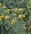 Schwachfilziger Sonnenhut Little Henry - Rudbeckia subtomentosa - lebende Gartenpflanze aus den Baumschulen