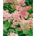Syringa Reflexa Hängender Flieder Rosa Blüten 125–150 cm