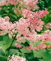 Syringa reflexa, Hängender Flieder, rosa Blüten, 125–150 cm