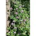 Clematis Country Rose Waldrebe Rosa 100–150 cm