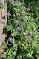 Pflanzen für Dich Kletterpflanze Clematis Country Rose, 1 St., Clematis Country Rose, rosa Blüten, kletternd