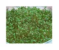 2000x Gartenkresse Spezial Kresse sehr scharf ca. 5g Gemüse - Samen A178