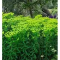 Hohe Wolfsmilch - Euphorbia cornigera