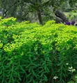 Hohe Wolfsmilch - Euphorbia cornigera - lebende Gartenpflanze aus den Baumschulen