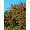 Cotoneaster Watereri Cornubia Immergrün Rote Beeren 100–125 cm