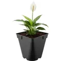 Garronda Pflanztopf Kunststoff 18 X 18 X 18 Cm (4l) Eckig Abgerundet Mit Drainagelöchern Blumentopf Robust Für Garten Gewächshaus Balkon Innen Außenbereich Schwarz Gd-0200