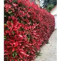 BALDUR Garten 50x Immergrüne Photinia-Hecke 'Red Robin', Pflanzen im 9x9 cm-Topf, Glanzmispel winterhart, blühend, Photinia fraseri 'Red Robin', ...