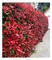 BALDUR Garten immergrün Photinia-Hecke 'Red Robin', 50 Pflanze Glanzmispel winterhart, blühend, Photinia fraseri 'Red Robin', Photinia fraseri, schnellwachsend