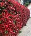BALDUR Garten Hecken Photinia-Hecke 'Red Robin' 50 Pflanzen, 50 St., Glanzblattmispel, immergrün, winterhart, mehrjährig