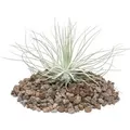 Exotenherz Tillandsia Magnusiana Lose Pflanze
