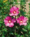 Pflanzen für Dich Gehölze Hibiscus syriacus Maike, 1 St., Garteneibisch, Straucheibisch