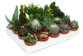 Kakteen und Sukkulenten - Starter Set XXL - 20 verschiedene Pflanzen im 5,5cm Topf