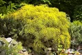 Pflanzen für Dich Gehölze Genista pilosa Goldilocks, 1 St., Flaumginster, Goldginster