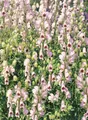 Pflanzen für Dich Staude Aconitum napellus Rubellum, 1 St., Eisenhut, Sturmhut, Mönchskappe