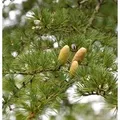 Libanon-Zeder 100-125cm - Cedrus,ibani