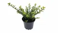 Ilex crenata 'Convexa', Japanische Stechpalme, immergrün, 20–25 cm