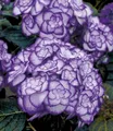 BALDUR Garten 1x Winterharte Freiland-Hortensie Miss Saori blue®, Pflanze im 1,5 Liter-Topf, Hydrangea macrophylla, pflegeleicht, für Standort im Schatten geeignet, blühend