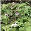Zwerg Elfenblume - Epimedium grandiflorum