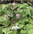 Zwerg Elfenblume - Epimedium grandiflorum