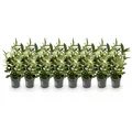 GreenboutiQ - Heckenpflanzen - Euonymus japonica Paloma Blanca - Blatt Grün und Weiß - 8 Pflanzen - 1 Laufender Meter - Immergrün - Topf 9cm Höhe 30cm