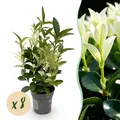 Heckenpflanzen Euonymus japonica Paloma Blanca und Weiß ⌀9cm ↕30cm