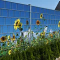 Sichtschutz SONNENBLUMEN Zaun Sichtschutzstreifen