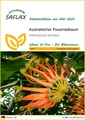 SAFLAX Blumensamen SAFLAX - Samen - Australischer Feuerradbaum